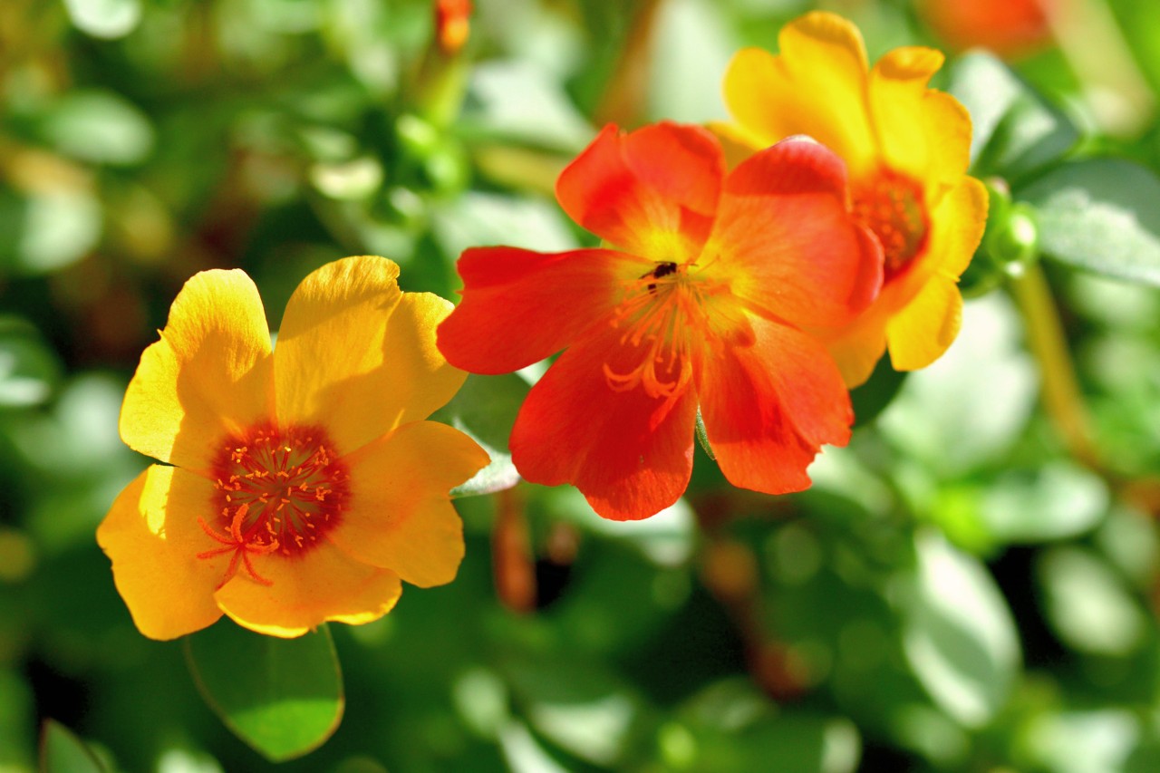 Primer plano de dos flores amarillo-rojas de la portulaca grandiflora