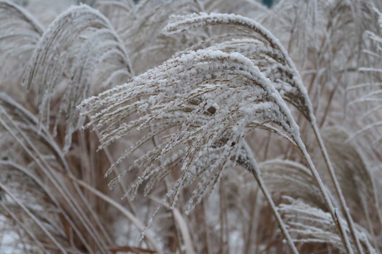Gramínea cubierta de nieve