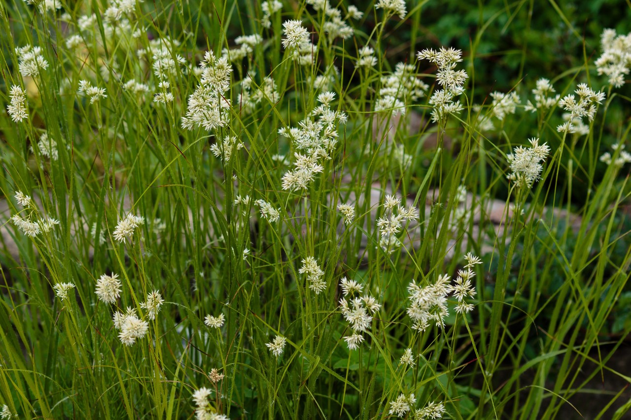 Gramínea de hoja perenne en un jardín