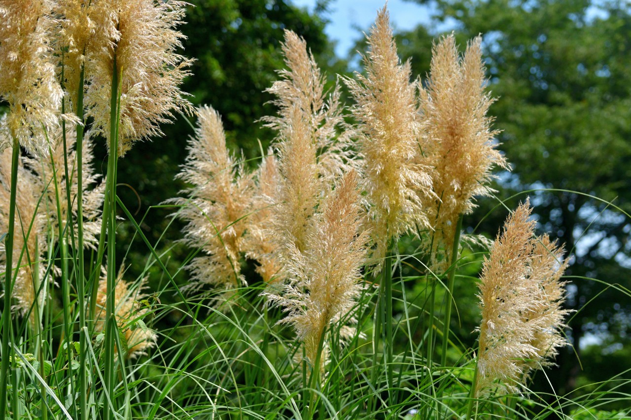 Hierba de las Pampas frente al cielo azul, árboles al fondo