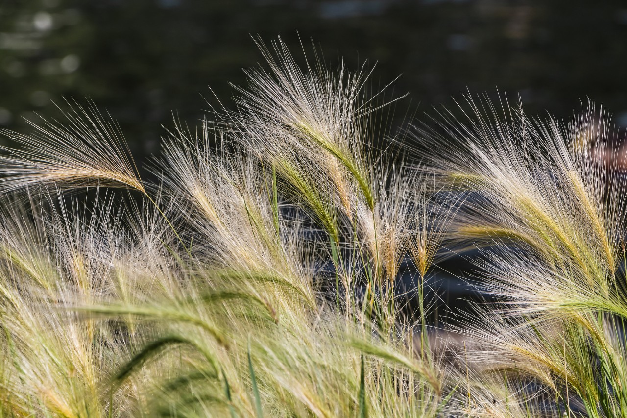 Stipa amarilla y verde sobre un fondo oscuro
