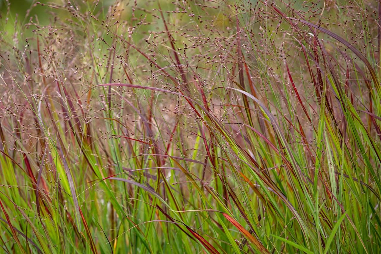 Pasto varilla en un jardín
