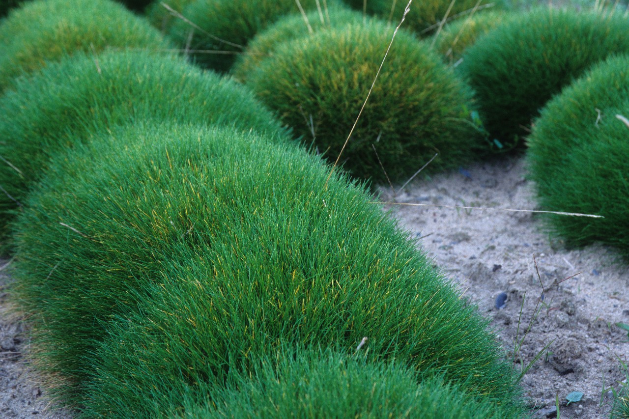 Festuca de piel de oso de crecimiento plano y acolchado