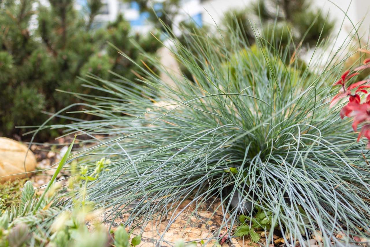 Festuca azul herbácea en un arriate
