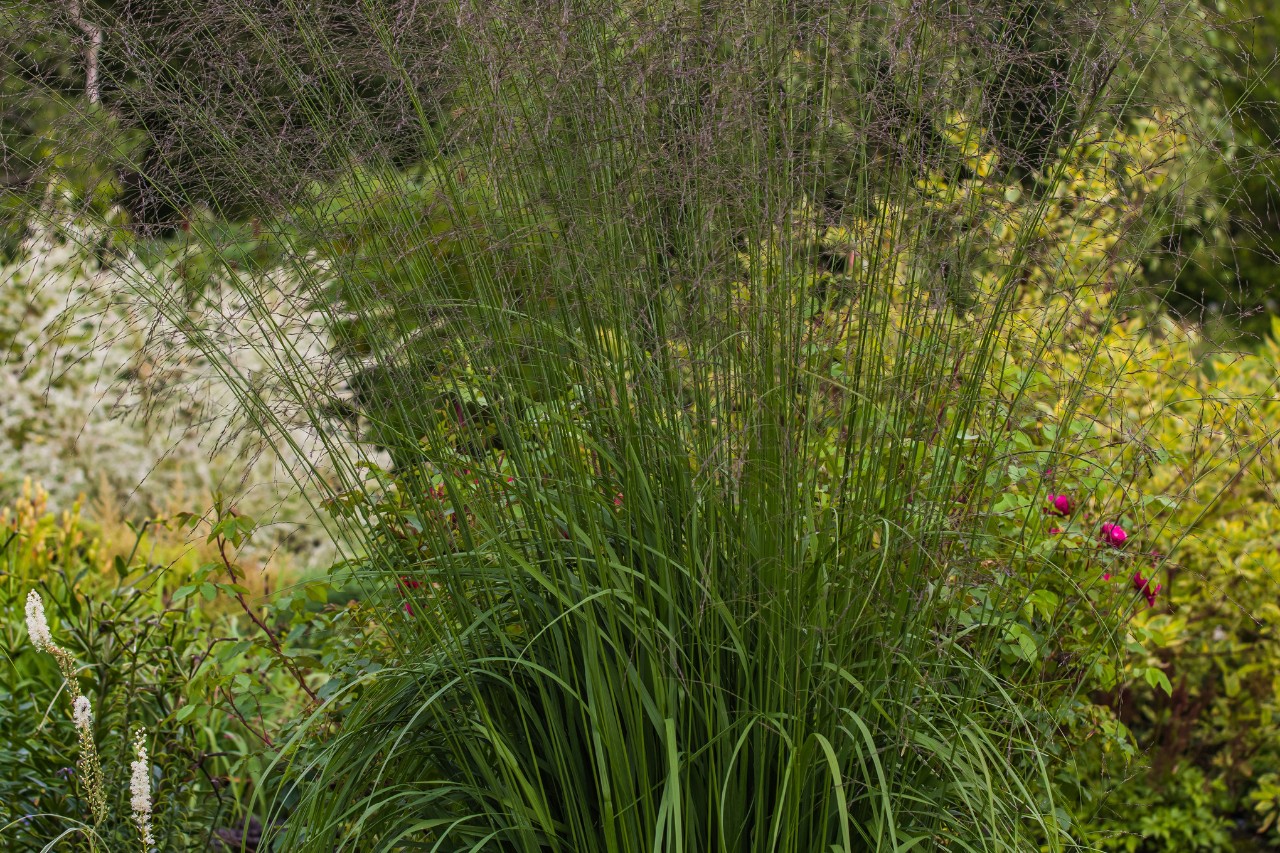Molinia alta en un jardín