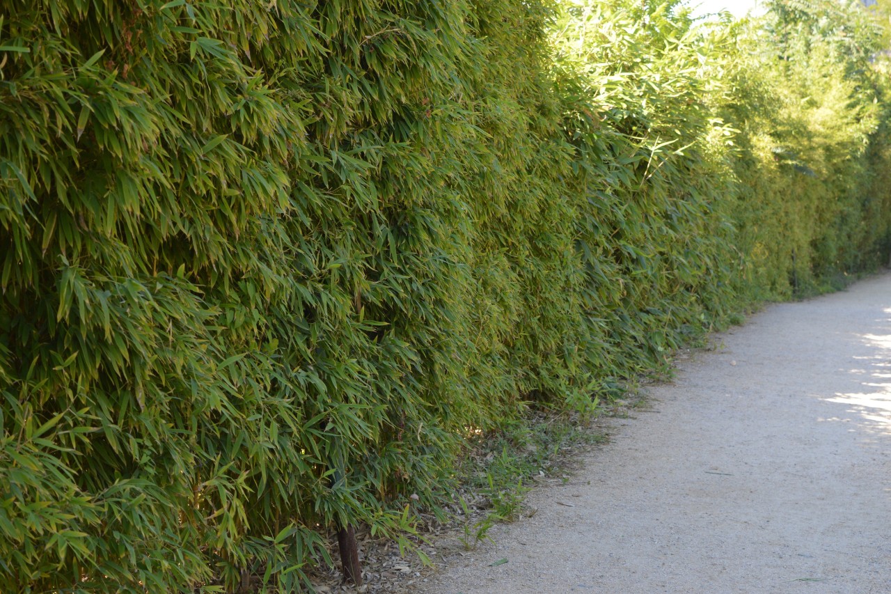 Seto de bambú de jardín junto a un camino