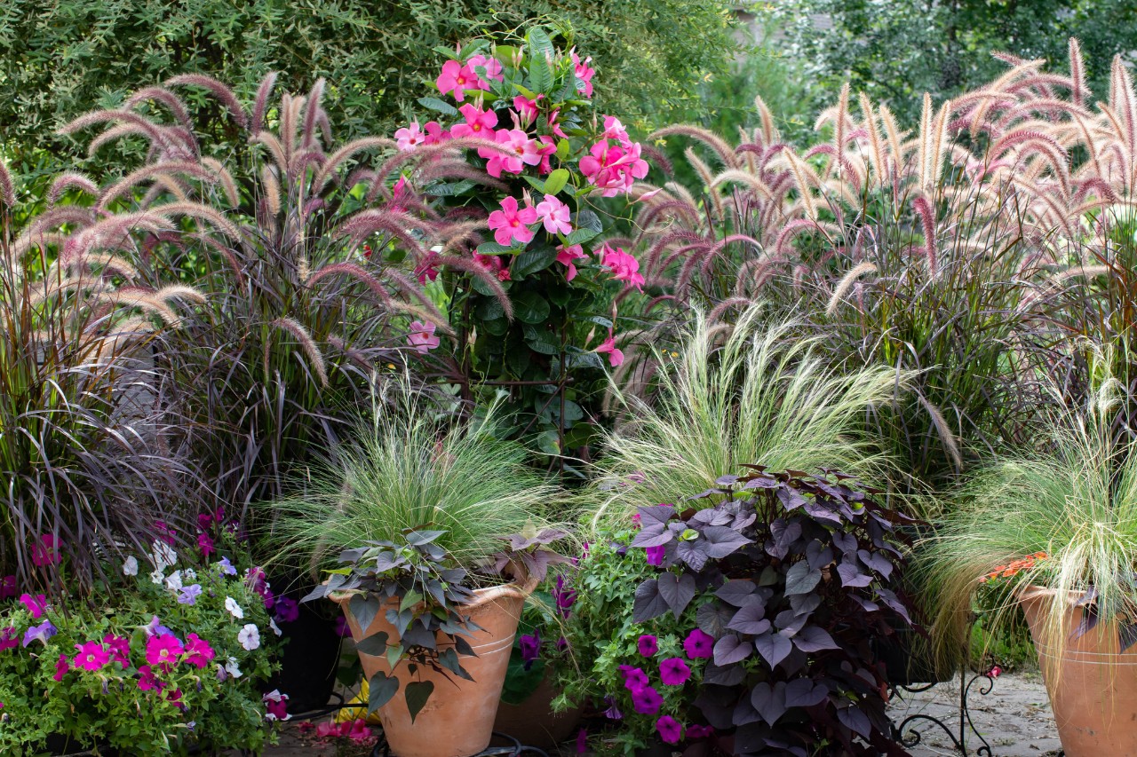 Decorativas gramíneas y plantas con flores de colores en jardineras, a modo de pantalla de privacidad