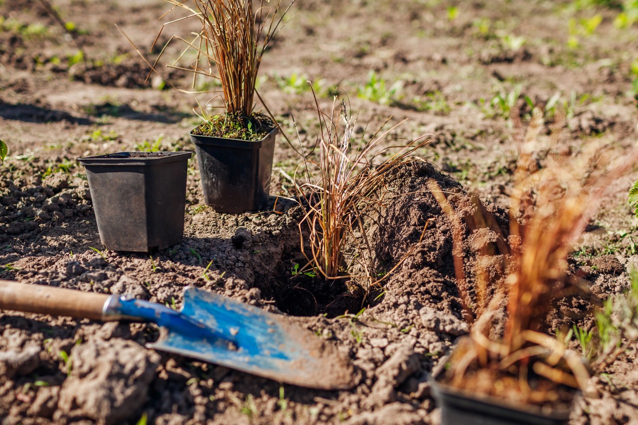 Macetas y una pala de plantar junto a un hoyo de plantación excavado