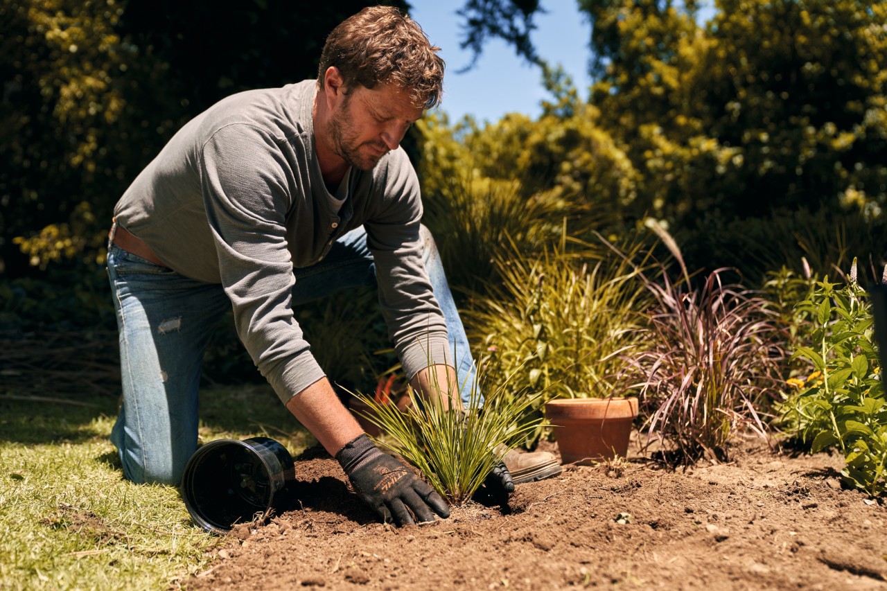 Hombre con guantes de trabajo plantando herbáceas