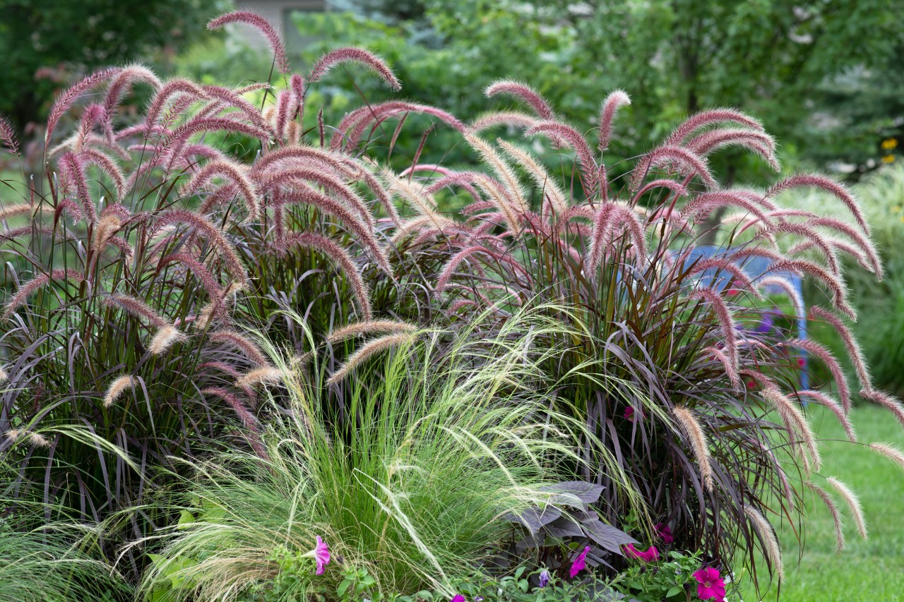 Gramíneas en tonos rojos y verdes en una parcela de jardín