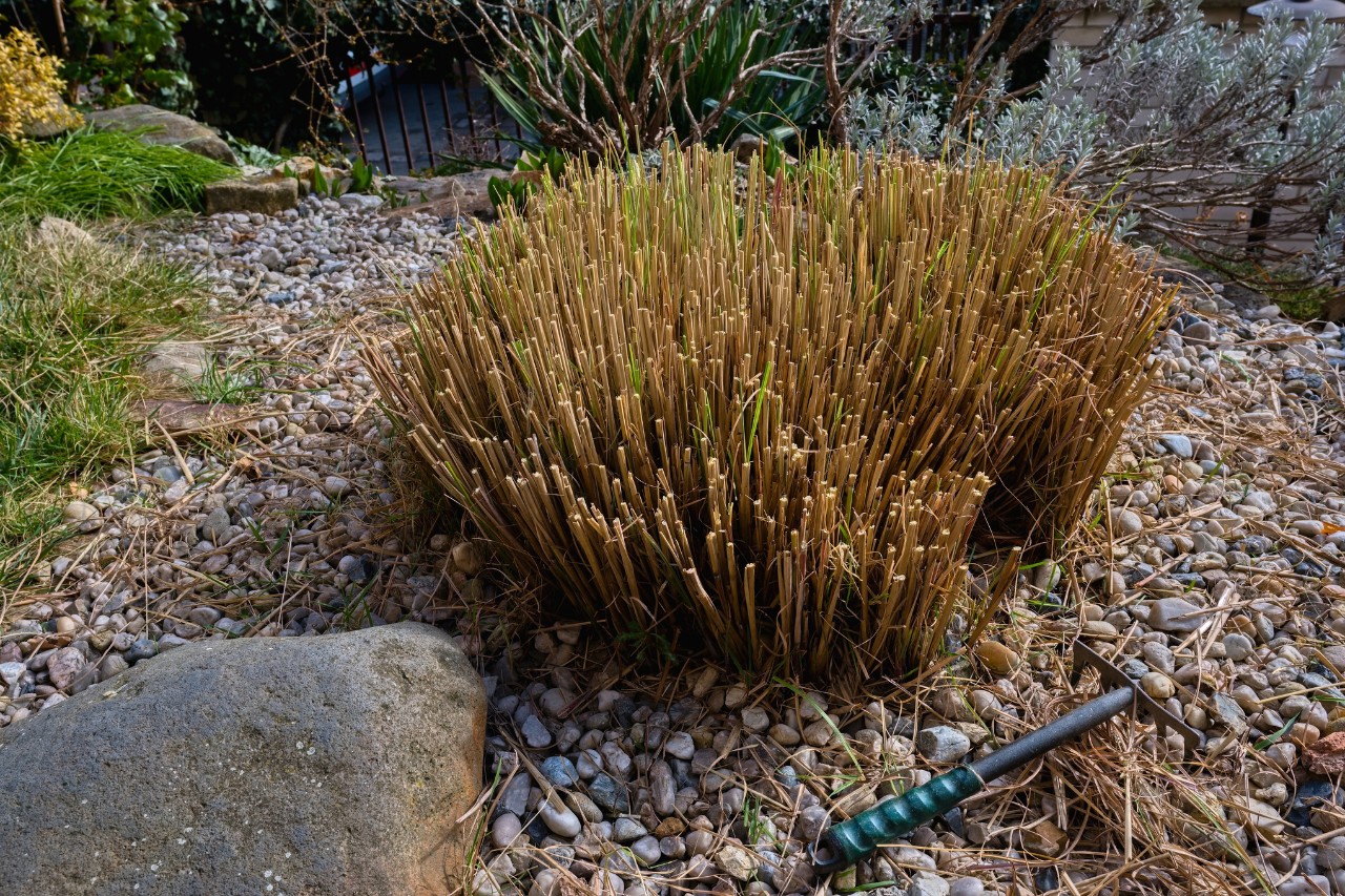 Primer plano de una planta herbácea decorativa podada