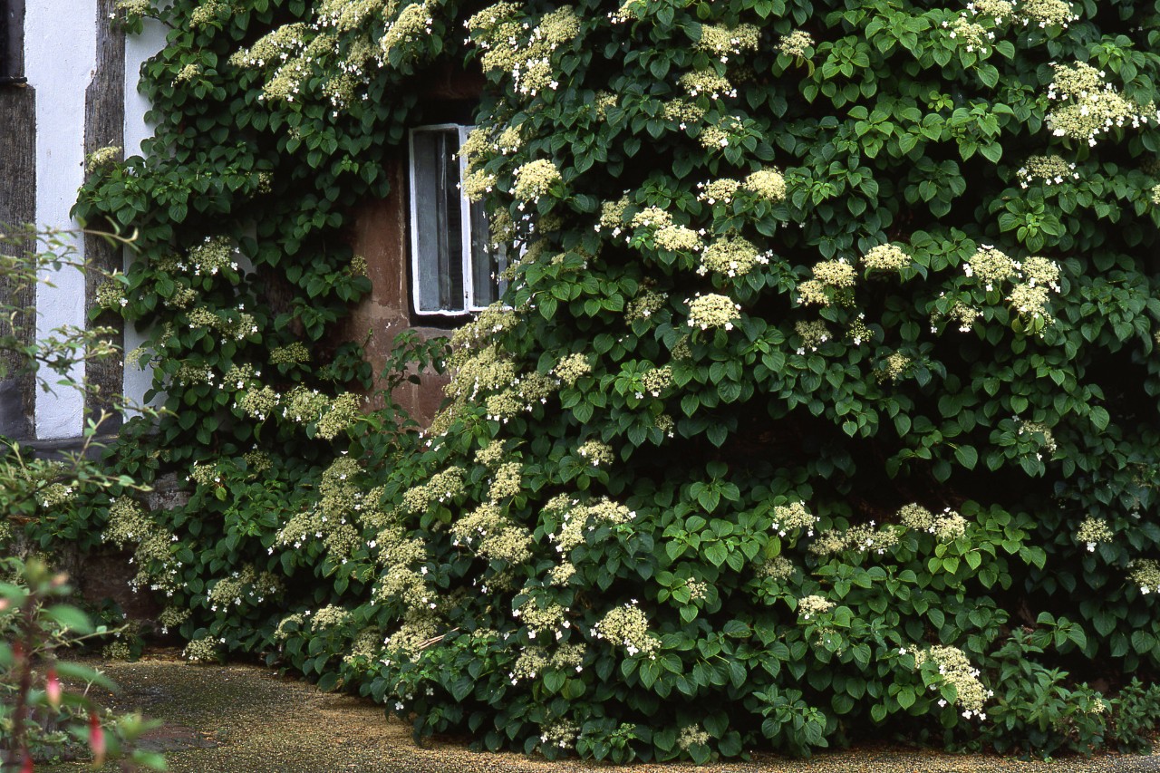 Una hortensia trepadora en flor cubre por completo la pared de una casa