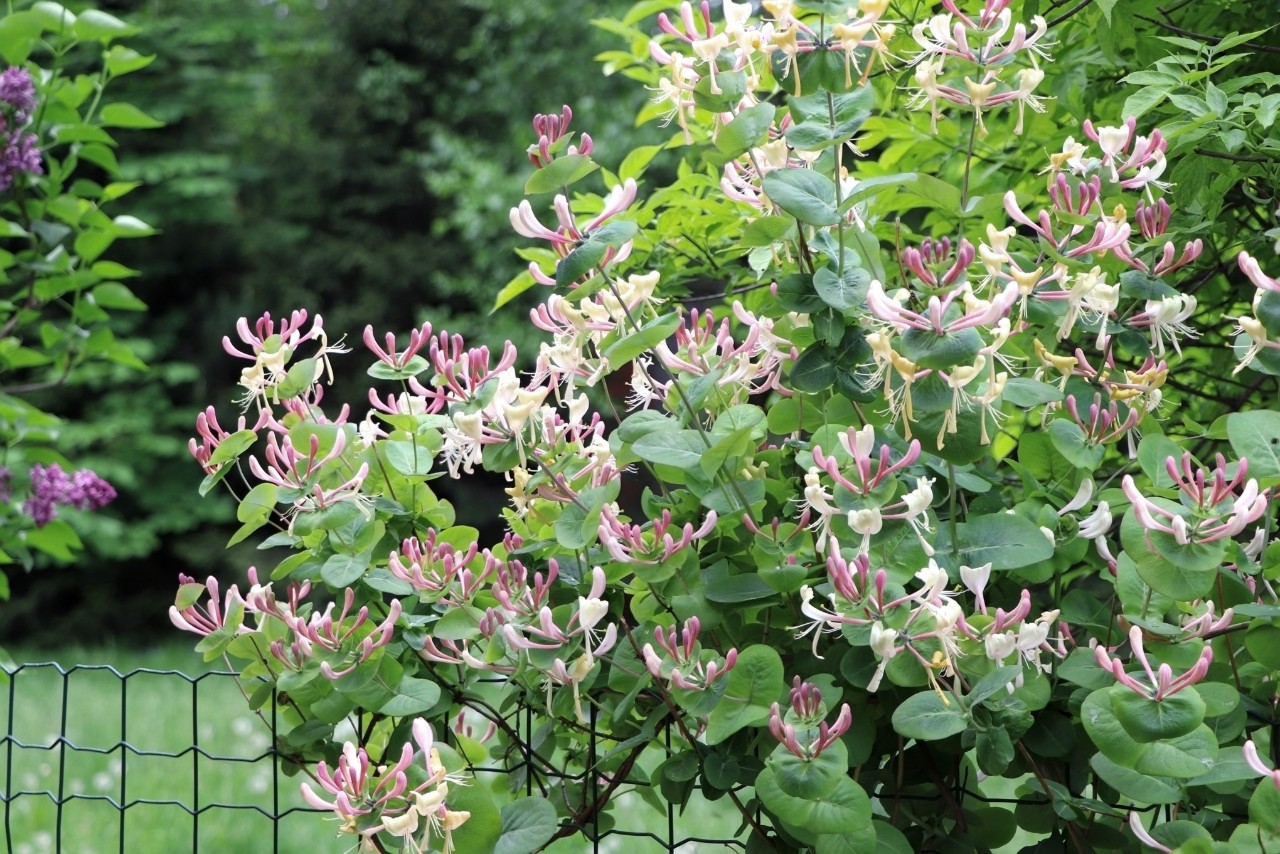 Madreselva de los jardines en una valla