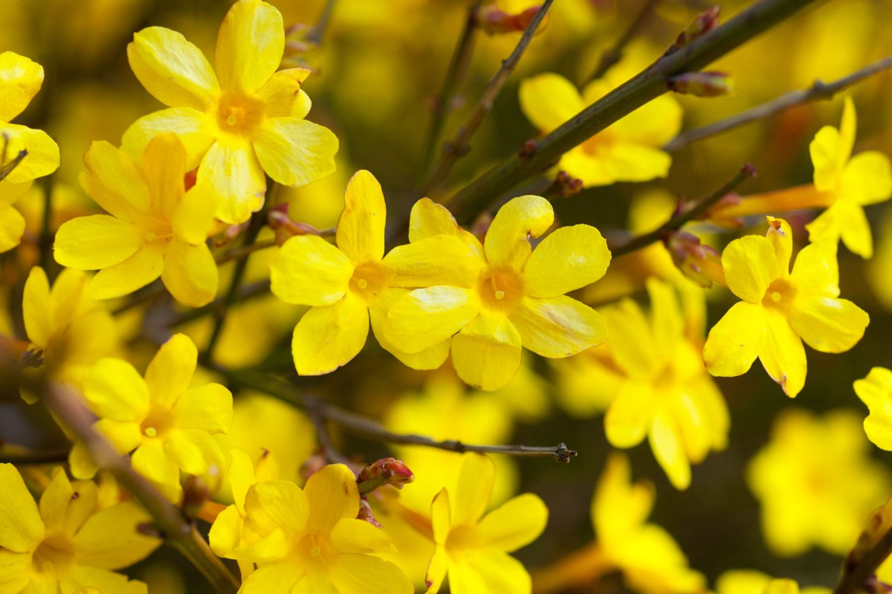 Jazmín de invierno en flor