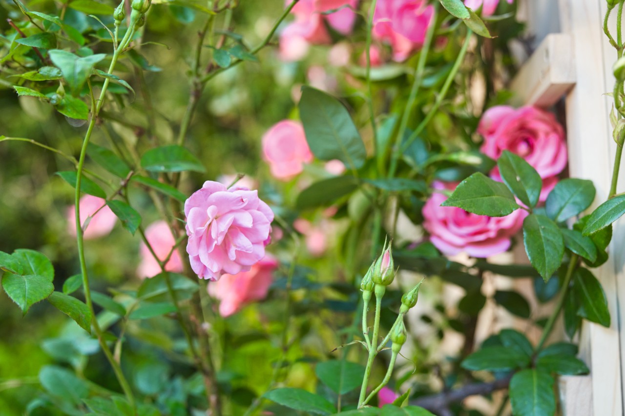 Rosal trepador en un soporte