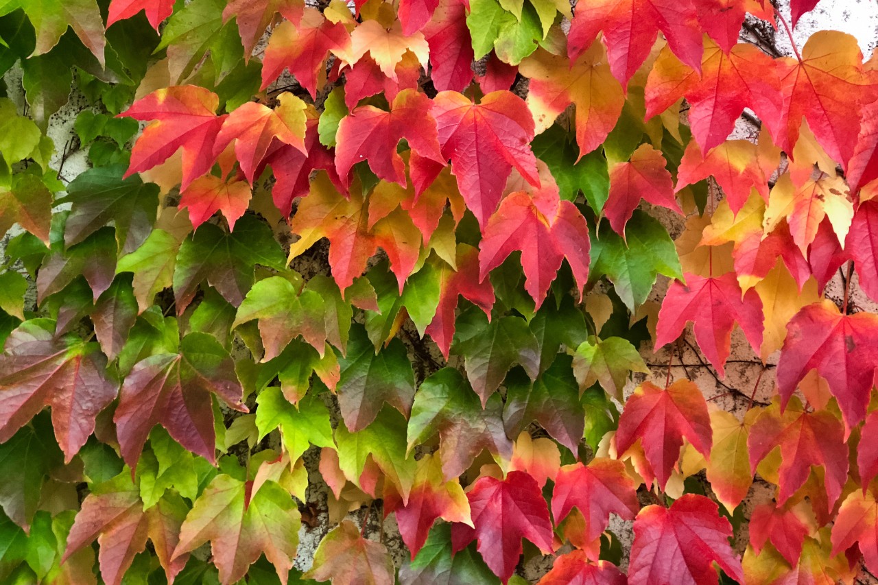 Parra virgen en otoño