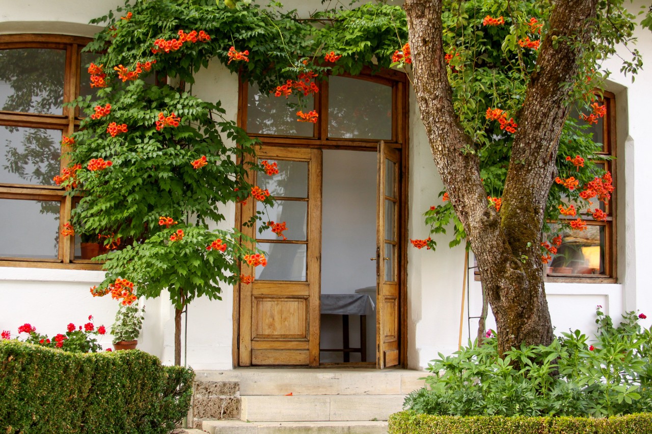 Bignonia roja por encima de la entrada de una casa