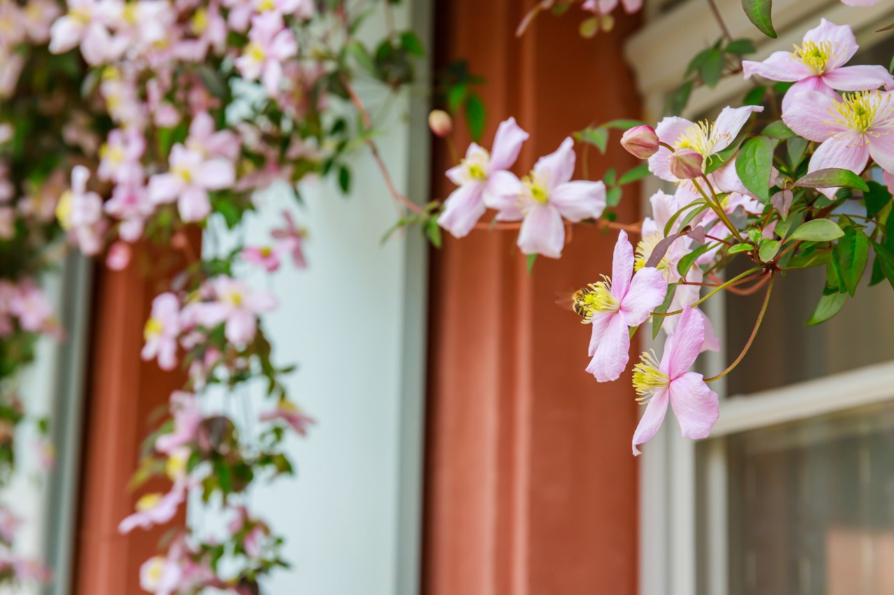 Clematis montana en una ventana