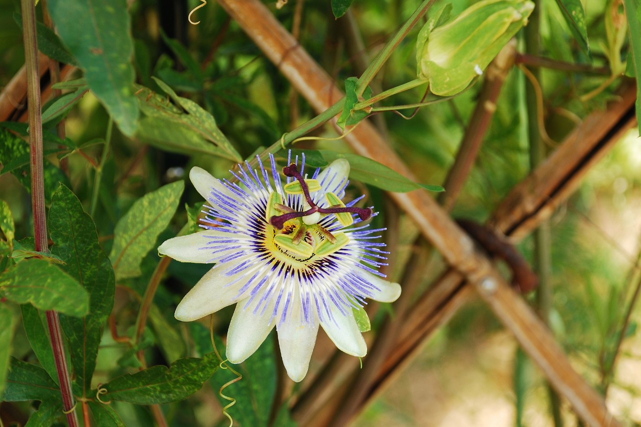 Pasiflora azul con aureola