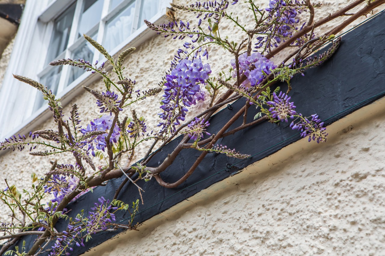 Wisteria china en la pared de una casa