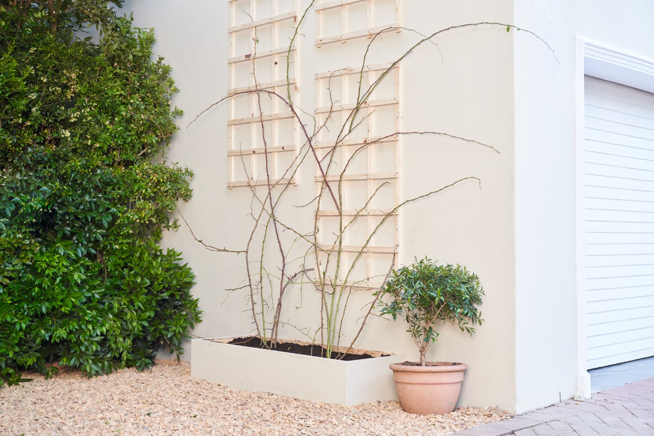 Plantas con brotes que se enroscan crecen en un tutor ante una fachada