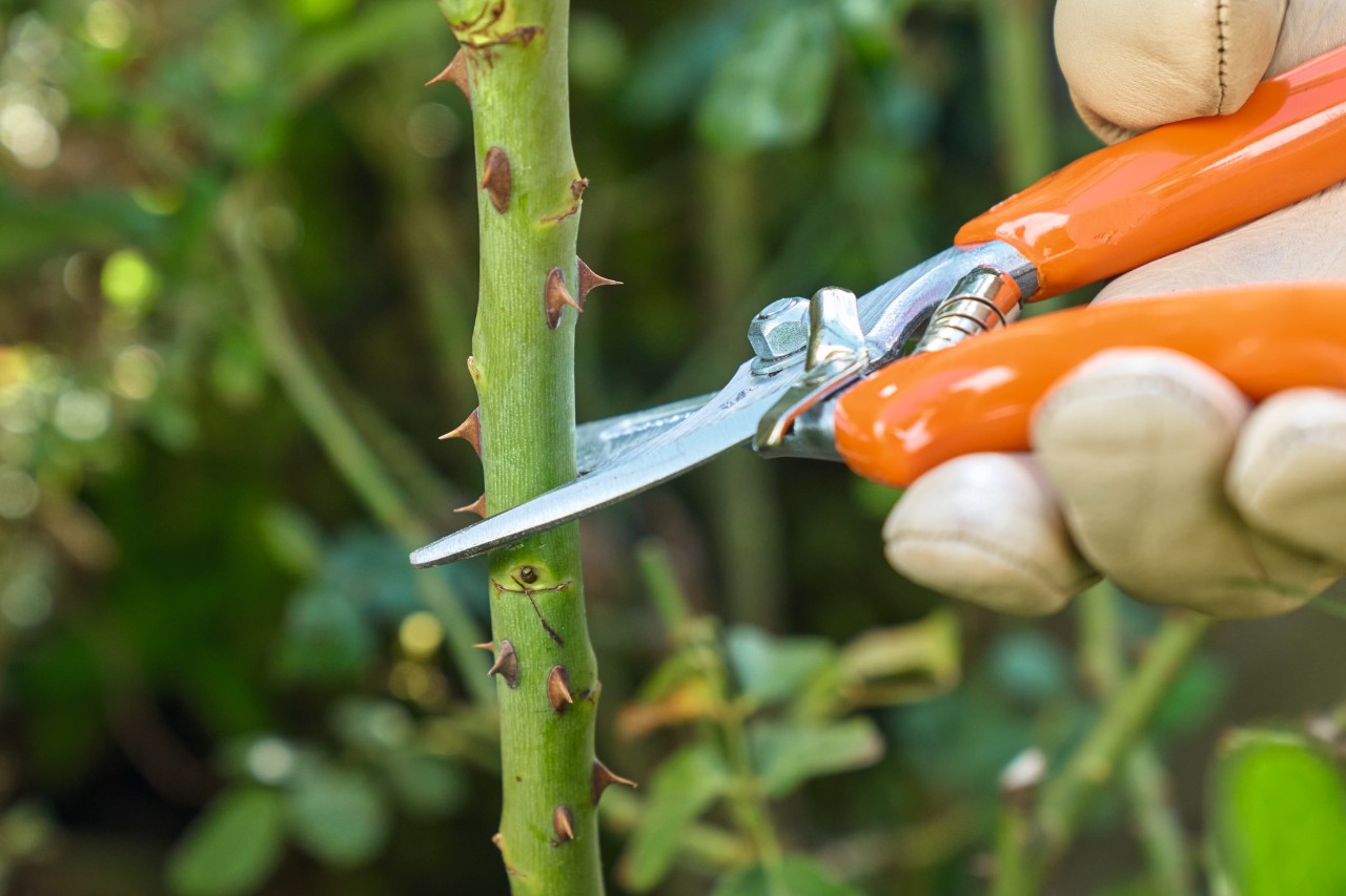 Primer plano de cómo se corta un rosal con unas tijeras de jardinero STIHL