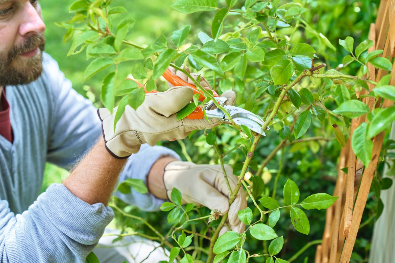 Un hombre corta los brotes largos de los rosales con unas tijeras de jardinero STIHL