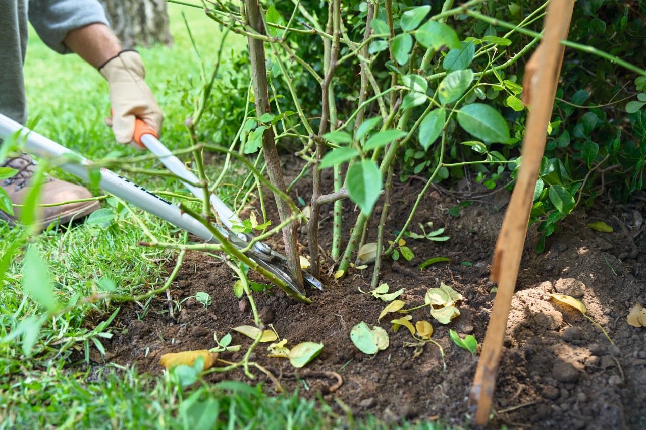 Un brote de rosal viejo se corta con unas tijeras de poda STIHL