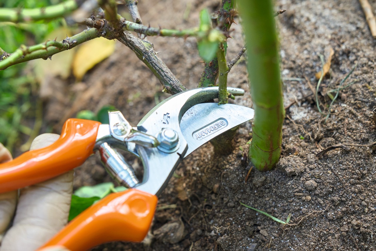 Con ayuda de unas tijeras de jardinero STIHL se cortan los brotes débiles