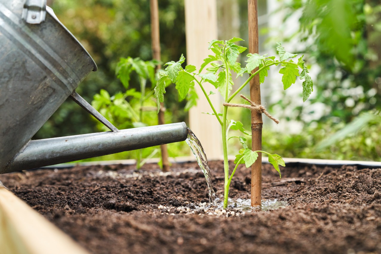 Primer plano de cómo regar tomateras con una regadera