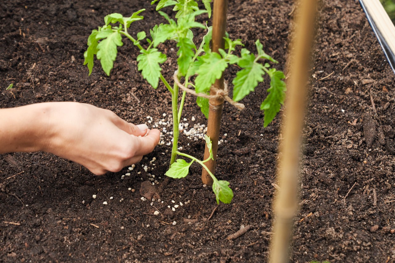 Primer plano de una persona abonando tomates