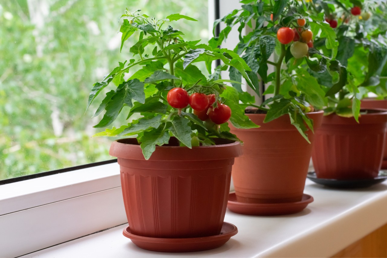 Maceta con tomates cherry en el alféizar de una ventana