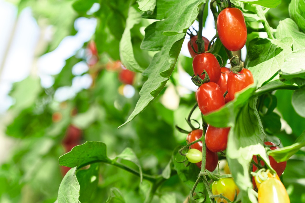 Primer plano de una tomatera con frutos maduros e inmaduros