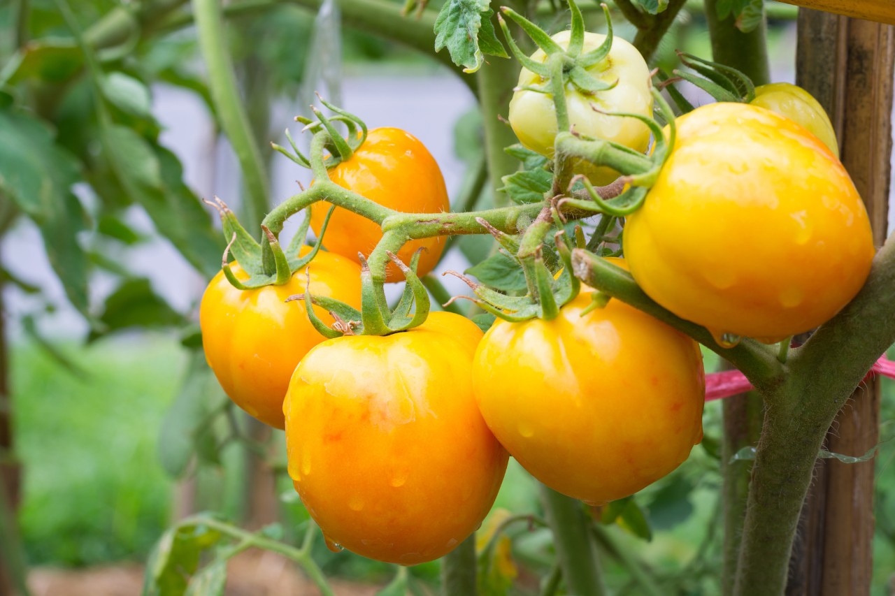 Tomatera de la variedad «Golden Queen»