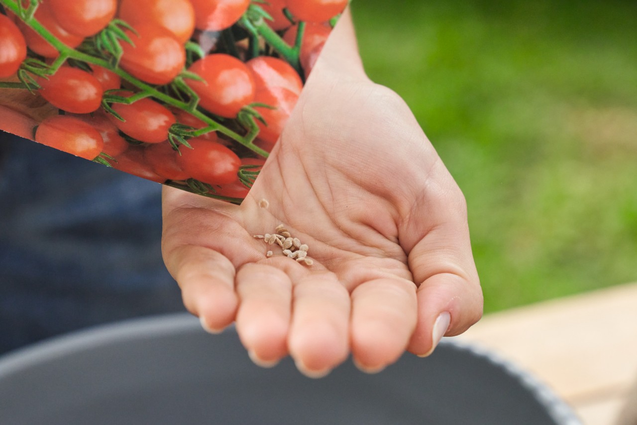 Una persona se echa en la mano semillas de tomate de una bolsa