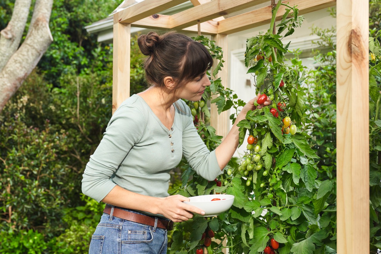 Una mujer con un cuenco en la mano cosecha tomates de cultivo propio