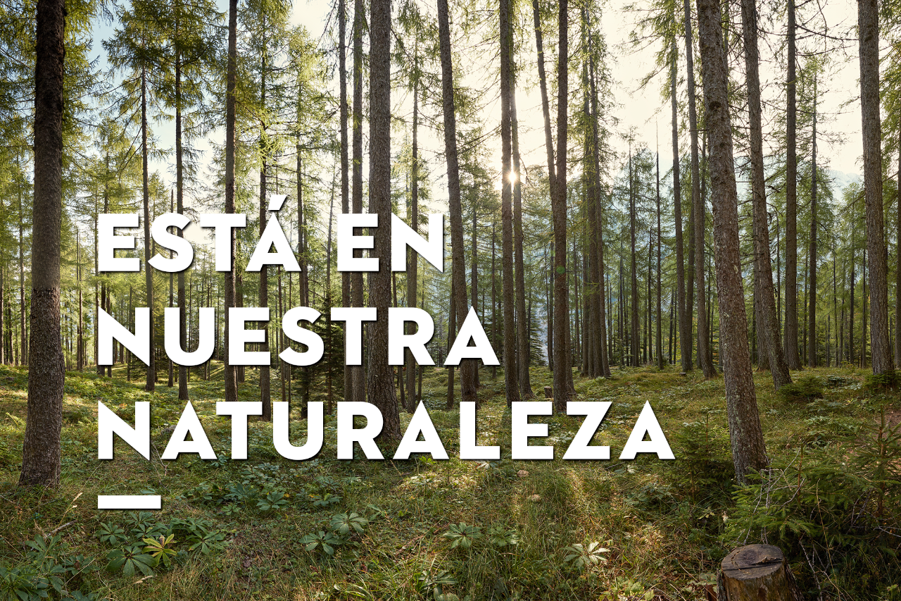 bosque 