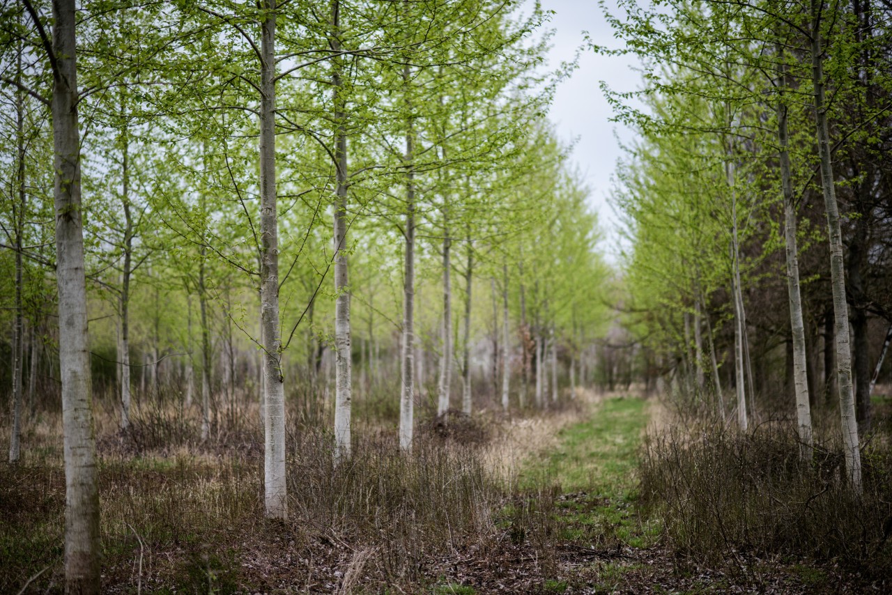 Una plantación sostenible