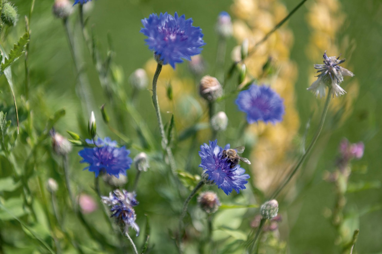 Primer plano de una flor de aciano azul brillante frente a otras flores silvestres