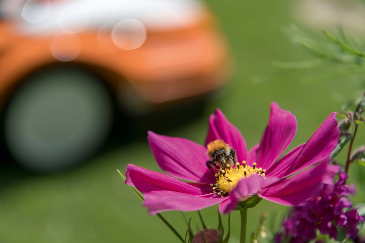 Primer plano de una abeja en una flor rosa, en segundo plano un robot cortacésped STIHL iMOW®