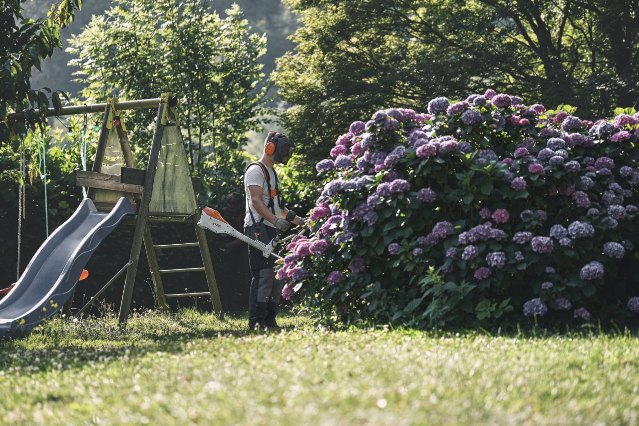 Un hombre con protectores de oído y protección para la cara delante de un gran arbusto de hortensias con una desbrozadora STIHL 