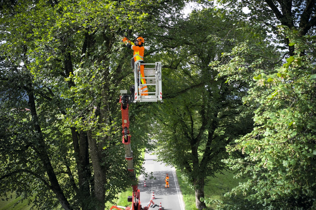 Un hombre con equipo de protección trabaja en la copa del árbol en una avenida sobre una plataforma elevadora con una tijera de poda