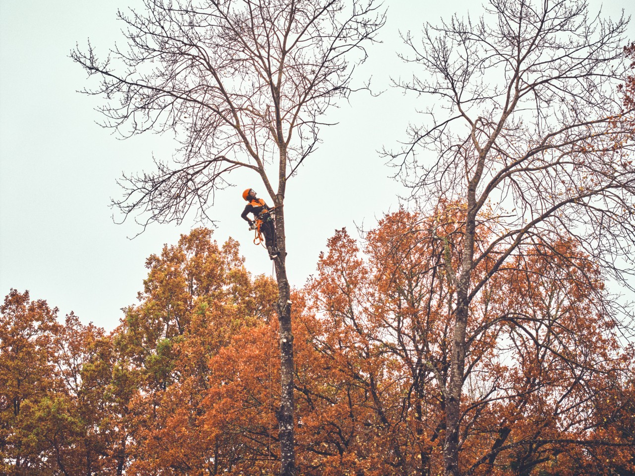 La arboricultora, Viktoria Carstens, trabaja en lo alto de un árbol