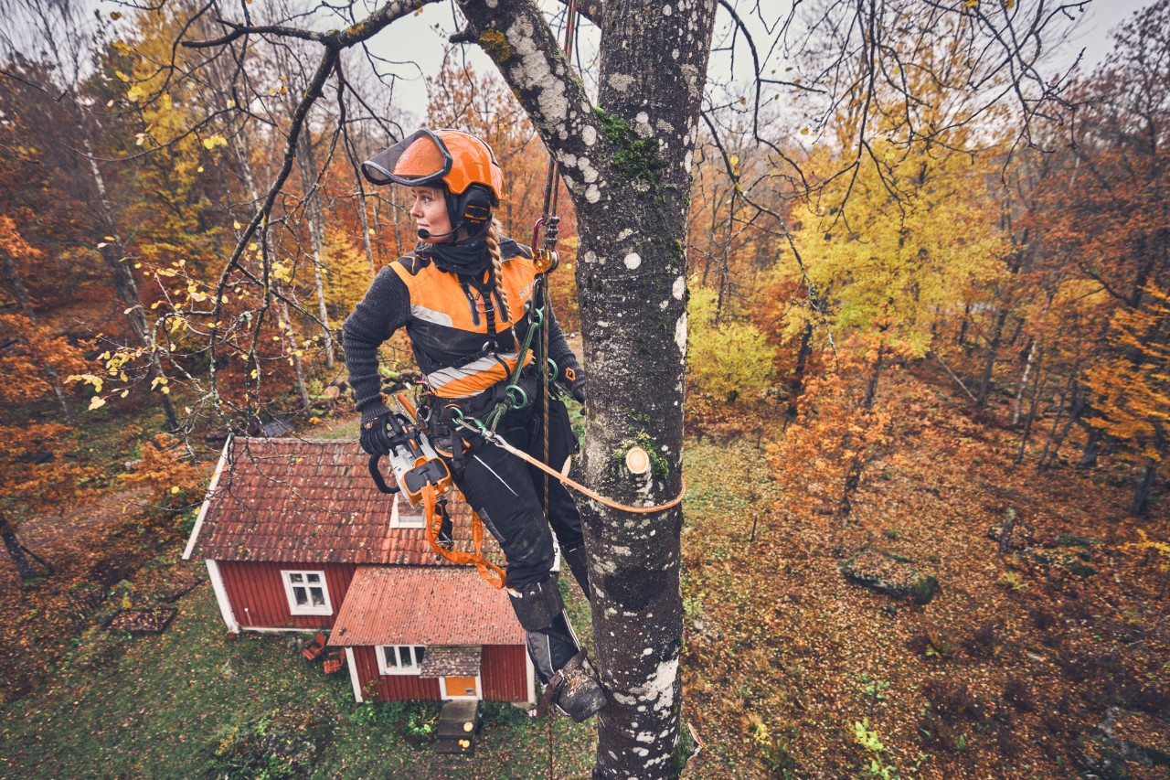 La arboricultora Viktoria Carstens se cuelga de un abedul con una cuerda de seguridad y una motosierra de batería STIHL MSA 220 T 