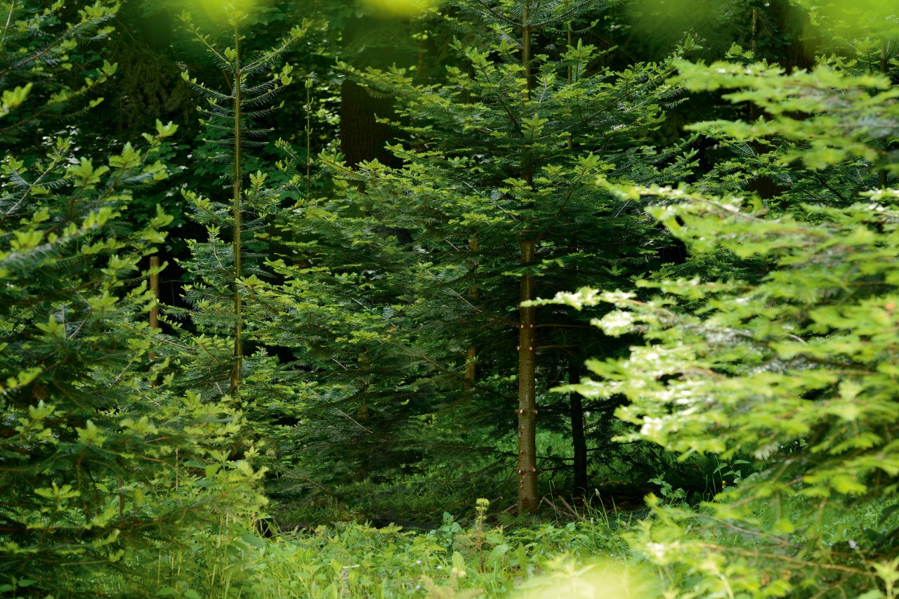 Árboles en un bosque caducifolio